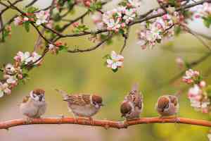 © nataba - stock.adobe.com Vögel sitzen auf einem Ast im Hintergrund sind Blüten